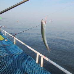 オリジナルメーカー海づり公園(市原市海づり施設) 釣果