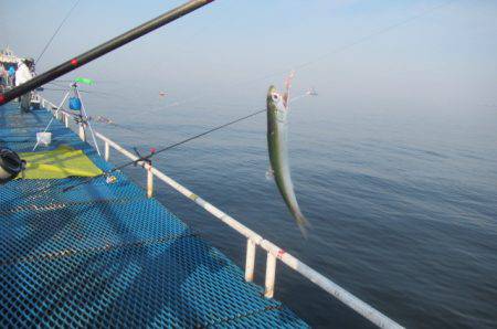 オリジナルメーカー海づり公園(市原市海づり施設) 釣果