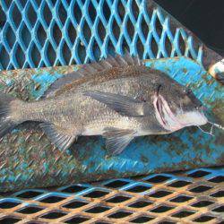 オリジナルメーカー海づり公園(市原市海づり施設) 釣果