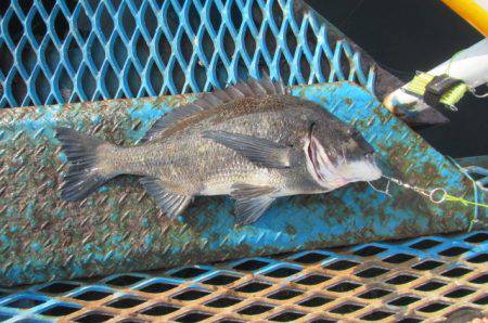 オリジナルメーカー海づり公園(市原市海づり施設) 釣果