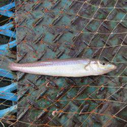 オリジナルメーカー海づり公園(市原市海づり施設) 釣果