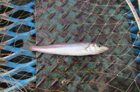 オリジナルメーカー海づり公園(市原市海づり施設) 釣果