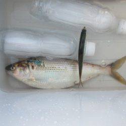 オリジナルメーカー海づり公園(市原市海づり施設) 釣果