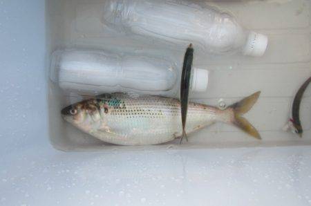 オリジナルメーカー海づり公園(市原市海づり施設) 釣果