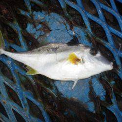 オリジナルメーカー海づり公園(市原市海づり施設) 釣果