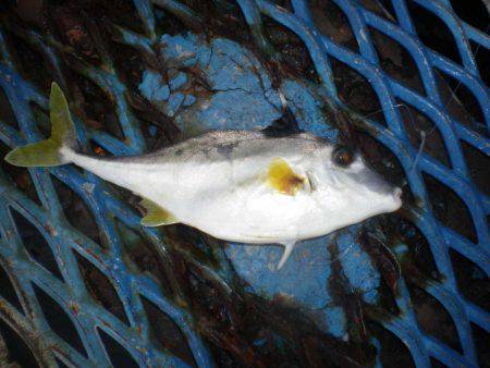 オリジナルメーカー海づり公園(市原市海づり施設) 釣果