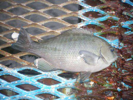 オリジナルメーカー海づり公園(市原市海づり施設) 釣果