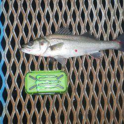 オリジナルメーカー海づり公園(市原市海づり施設) 釣果