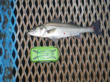 オリジナルメーカー海づり公園(市原市海づり施設) 釣果