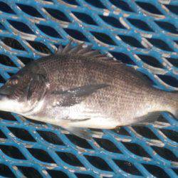 オリジナルメーカー海づり公園(市原市海づり施設) 釣果