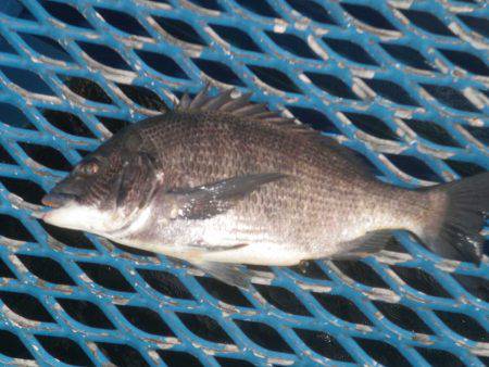 オリジナルメーカー海づり公園(市原市海づり施設) 釣果