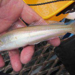 オリジナルメーカー海づり公園(市原市海づり施設) 釣果