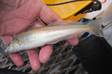 オリジナルメーカー海づり公園(市原市海づり施設) 釣果