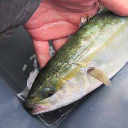 オリジナルメーカー海づり公園(市原市海づり施設) 釣果