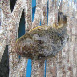 オリジナルメーカー海づり公園(市原市海づり施設) 釣果