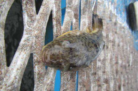 オリジナルメーカー海づり公園(市原市海づり施設) 釣果