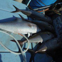 オーシャンパイオニア 釣果