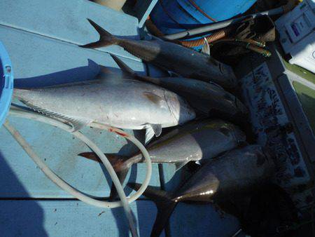 オーシャンパイオニア 釣果