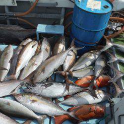 オーシャンパイオニア 釣果