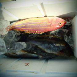 清和丸 釣果