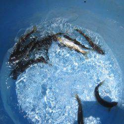 狩野川(狩野川漁業協同組合) 釣果