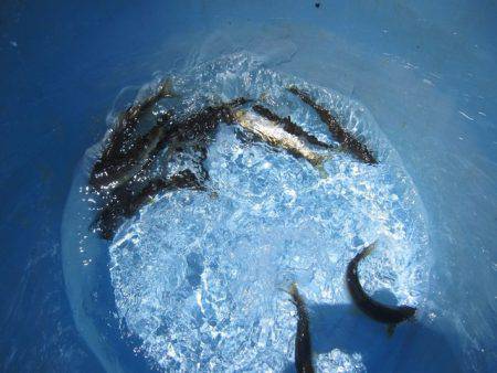 狩野川(狩野川漁業協同組合) 釣果