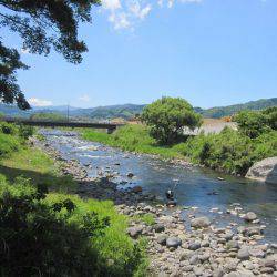 狩野川(狩野川漁業協同組合) 釣果