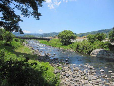 狩野川(狩野川漁業協同組合) 釣果