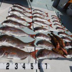 遊漁船 幸友丸 釣果