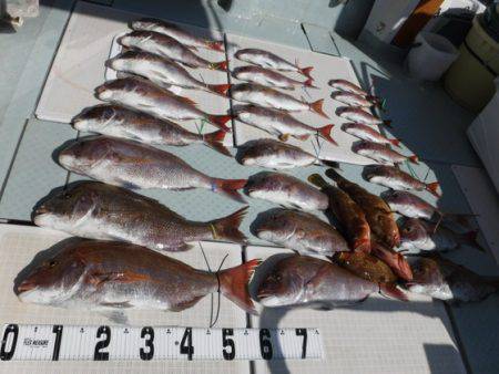 遊漁船 幸友丸 釣果