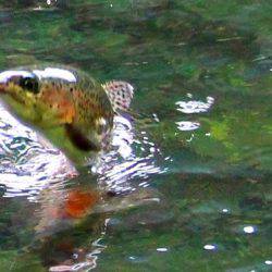 小菅トラウトガーデン 釣果