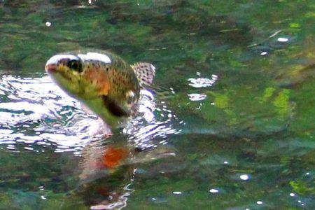 小菅トラウトガーデン 釣果