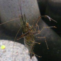 テナガエビを釣ろう♪　お子様の釣り入門にも最適！