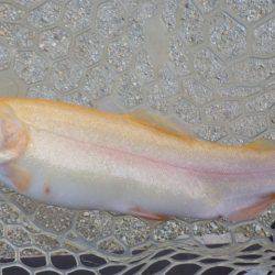 フィッシングレイクたかみや 釣果