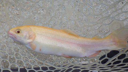 フィッシングレイクたかみや 釣果