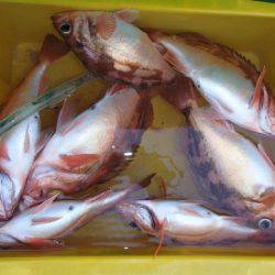 第二むつ漁丸 釣果