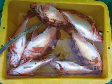 第二むつ漁丸 釣果