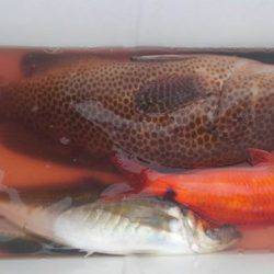 遊漁船 新鋭丸 釣果