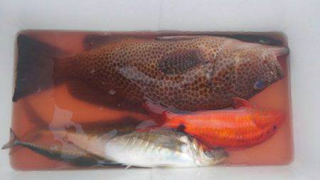 遊漁船 新鋭丸 釣果