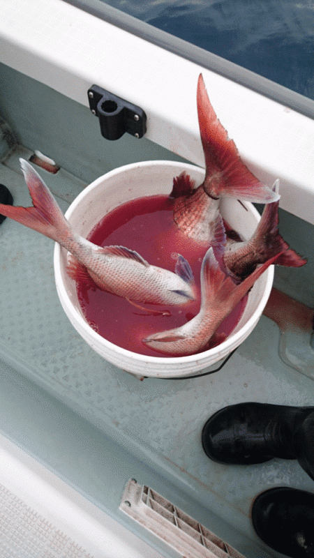 遊漁船ブルーウッズ 釣果