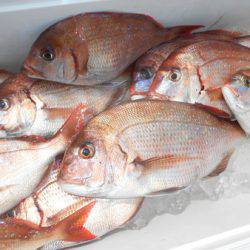 こうゆう丸 釣果