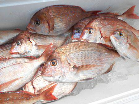 こうゆう丸 釣果