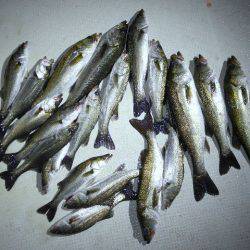 TOPGUN名古屋 釣果