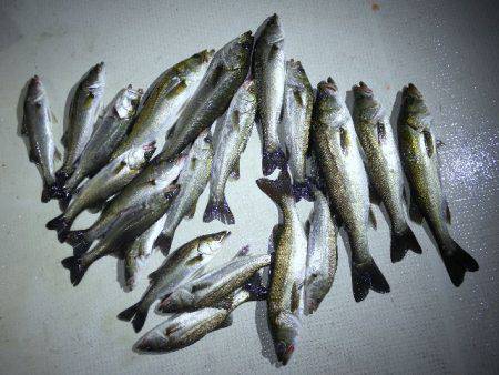 TOPGUN名古屋 釣果