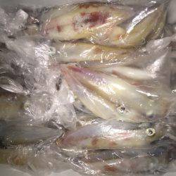 幸風（さちかぜ） 釣果