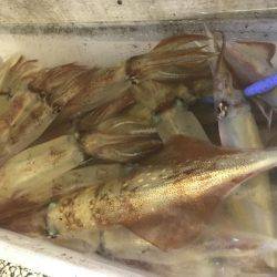 寿裕 （YOSHIHIRO） 釣果