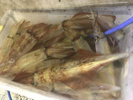 寿裕 （YOSHIHIRO） 釣果