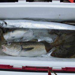 大進丸(新潟) 釣果