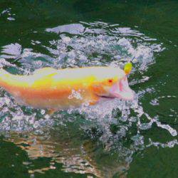 小菅トラウトガーデン 釣果