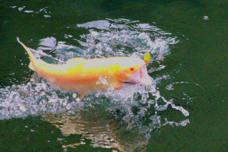 小菅トラウトガーデン 釣果